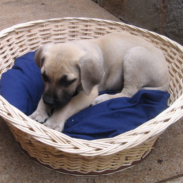 dog-basket-2