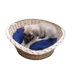 1 Dog Baskets